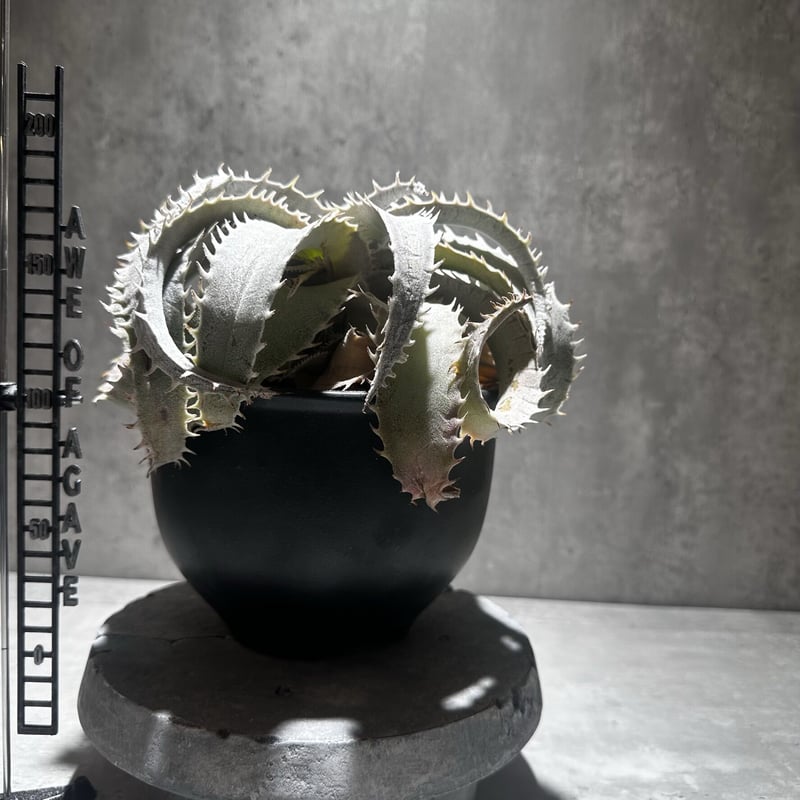 Dyckia marnier-lapostollei Large form [ディッキア マル