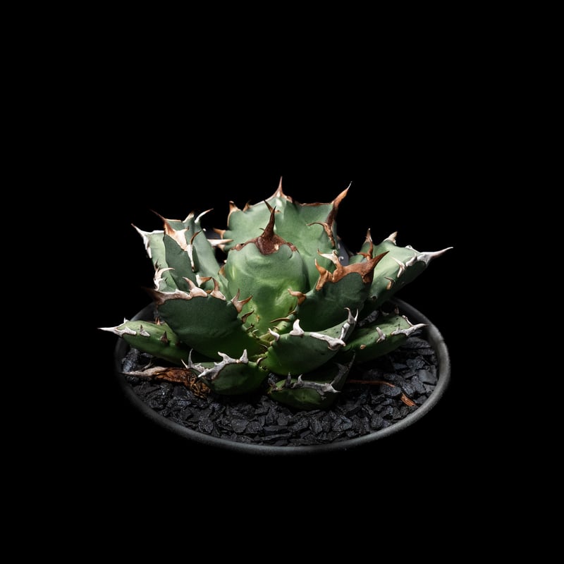 アガベ チタノタ 姫厳竜 / Agave titanota 'Dwarf' | Ducks (