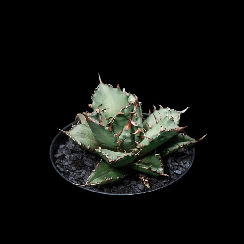 アガベ チタノタ 姫厳竜 / Agave titanota 'Dwarf' #6 | Duck