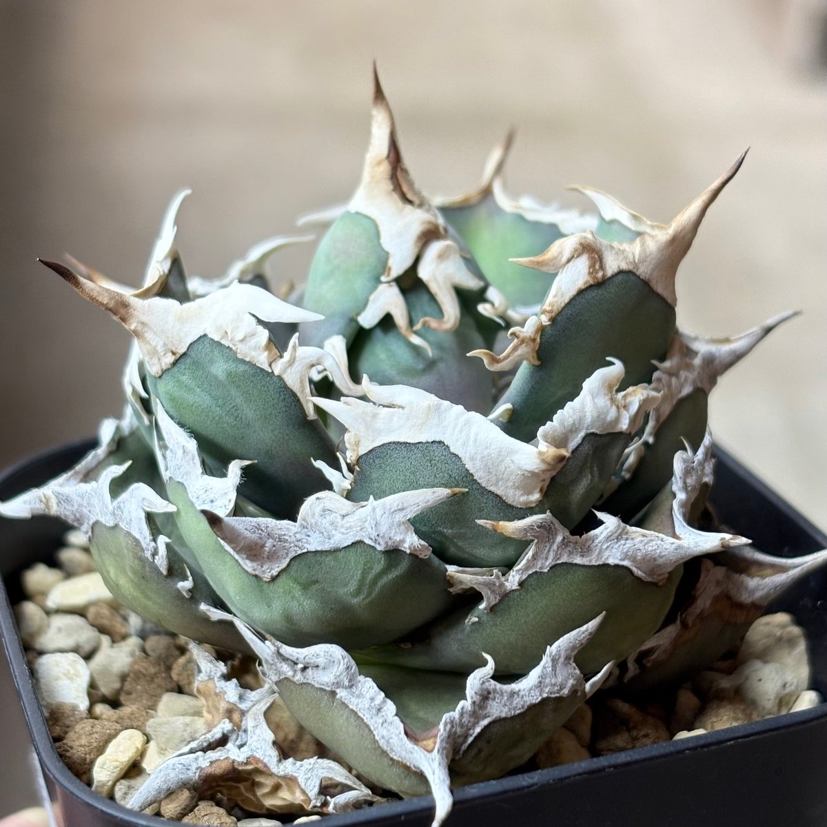 Agave titanota 『 White Hawk 』 -1 | PLANTISTIC!