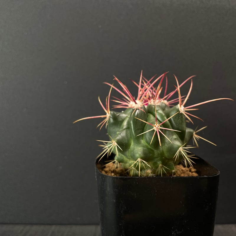 サボテン フェロカクタス 赤鳳 × プラ鉢 | 最終的にサボテン