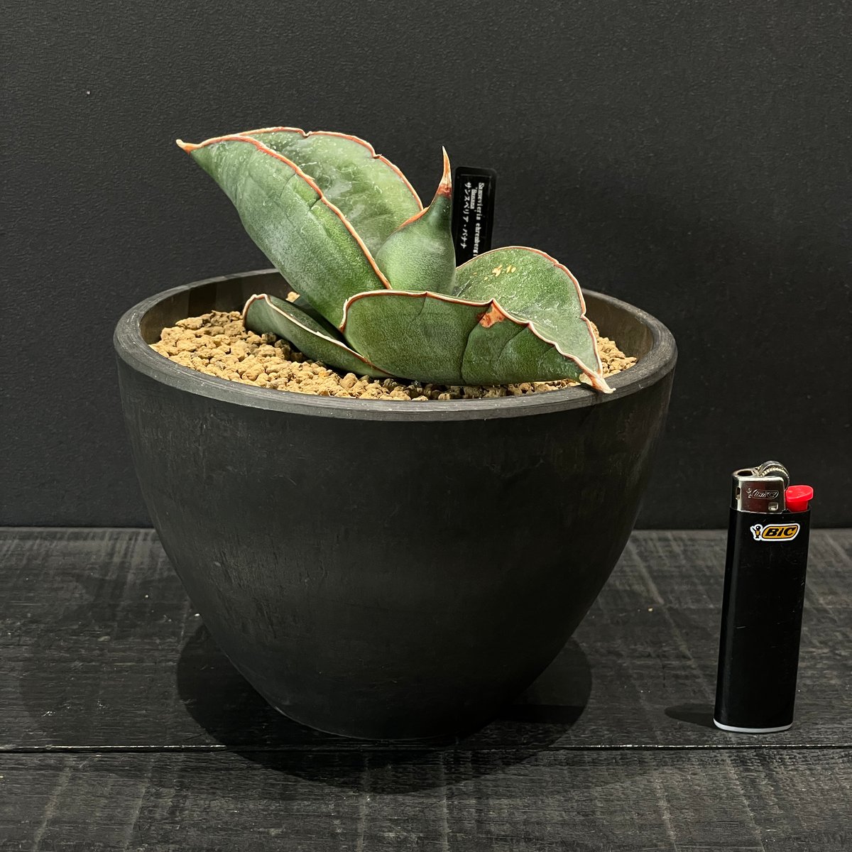 多肉植物 サンスベリア バナナ × BLACK PLASTIC POT | 最終的に