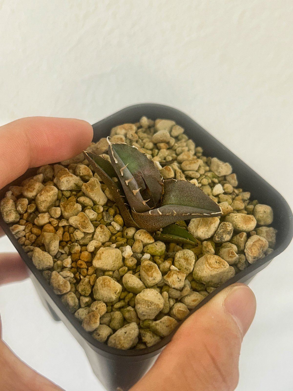 アガベ 白犀牛 当店オリジナルTC 限定約100個 | アガベ専門店 Heart