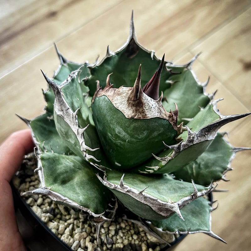 アガベ 緑犀牛 | アガベ専門店 Heart plants.