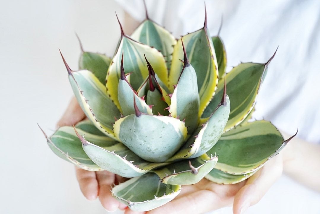 アガべ パリー オリザバ 子株 発根済み | アガベ専門店 Heart plants.