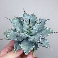 アガベ チタノタブルー