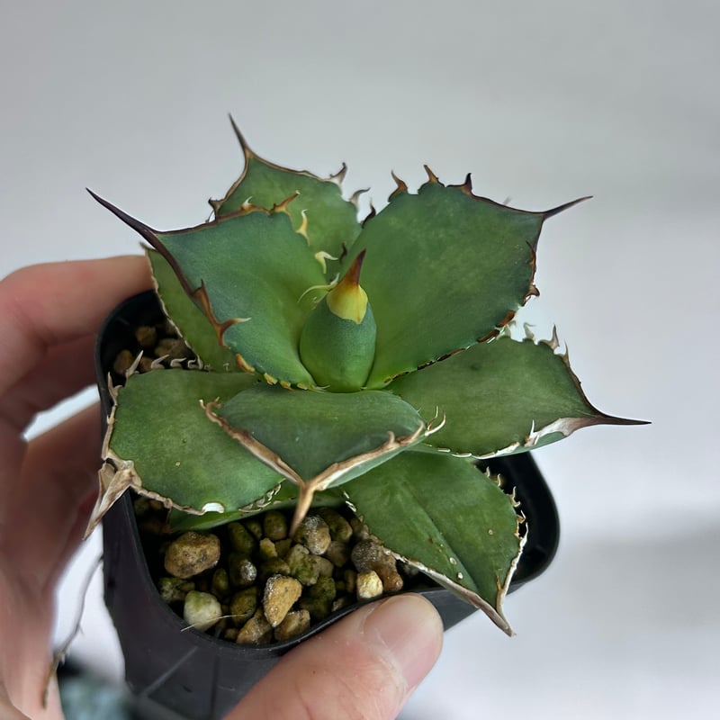 キングアーサー 親株（Mr叢産）オテロイ アガベ fit=scale-down,w=1200