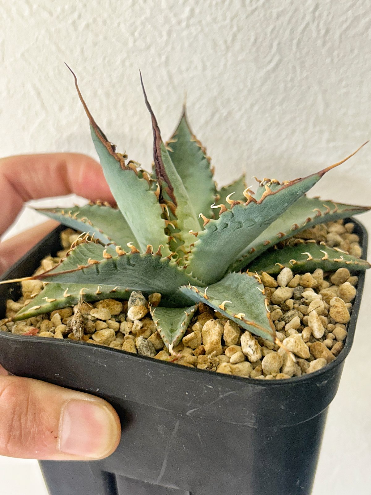 アガベ エボリスピナ×シャウィー ハイブリッド | アガベ専門店 Heart