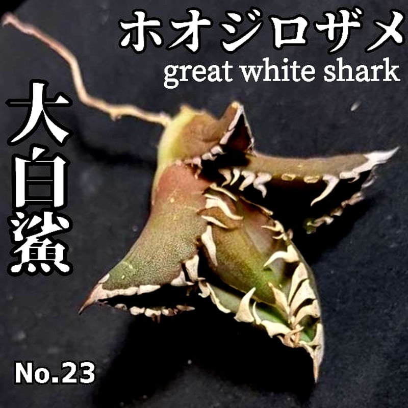 ホオジロザメ 大白鯊 No.23 アガベ チタノタ 葉と一体感のある大きな主