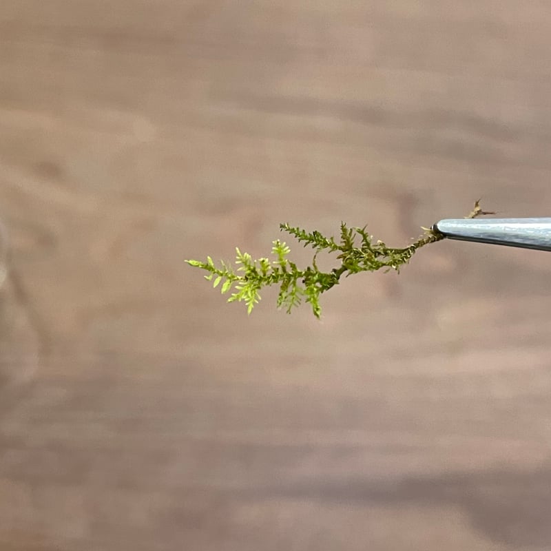 シノブゴケ | moss-connect