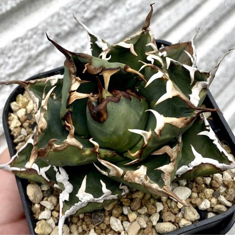 アガベ チタノタ 悪魔くん 【公式通販】