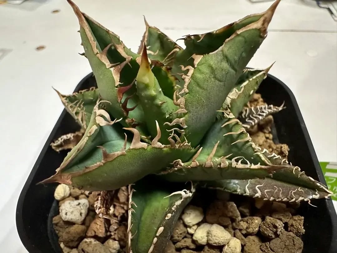 希少ブツブツ系アガベ】金蟾(キンセン)子株 / チタノタ | プラントウィズ