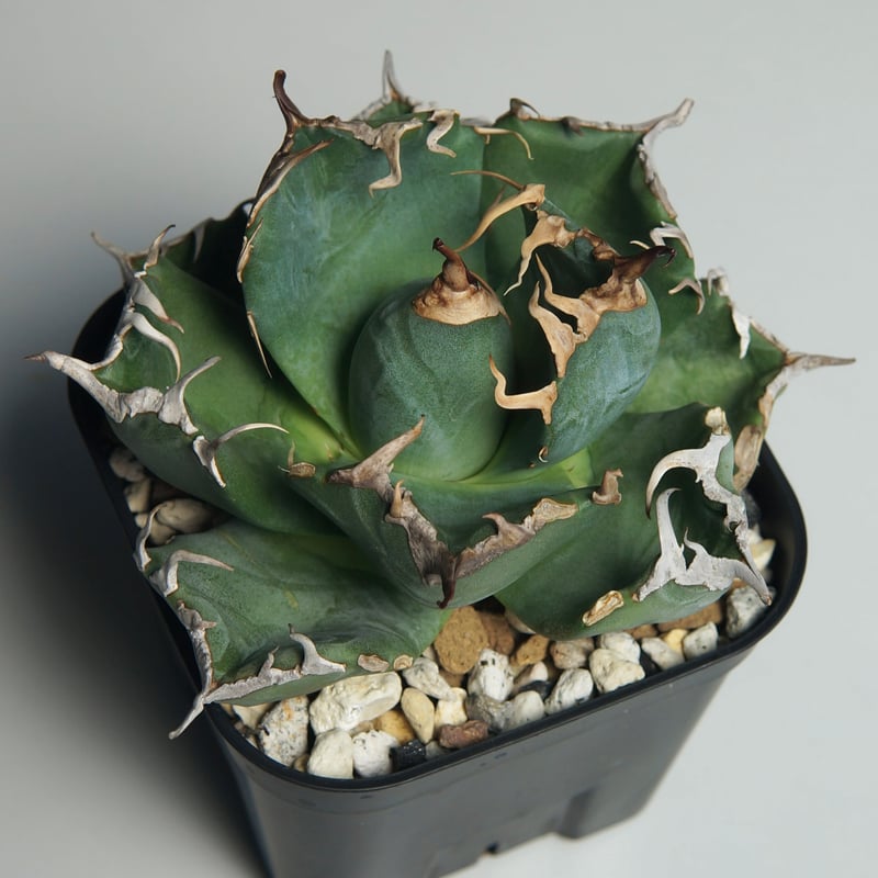 コレクション株】アガベ チタノタ 魔丸 No.4 コレクション株】アガベ