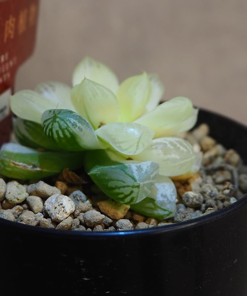 ハオルチア オブツーサ錦 極上斑(6/29撮影) | BB Plants Store