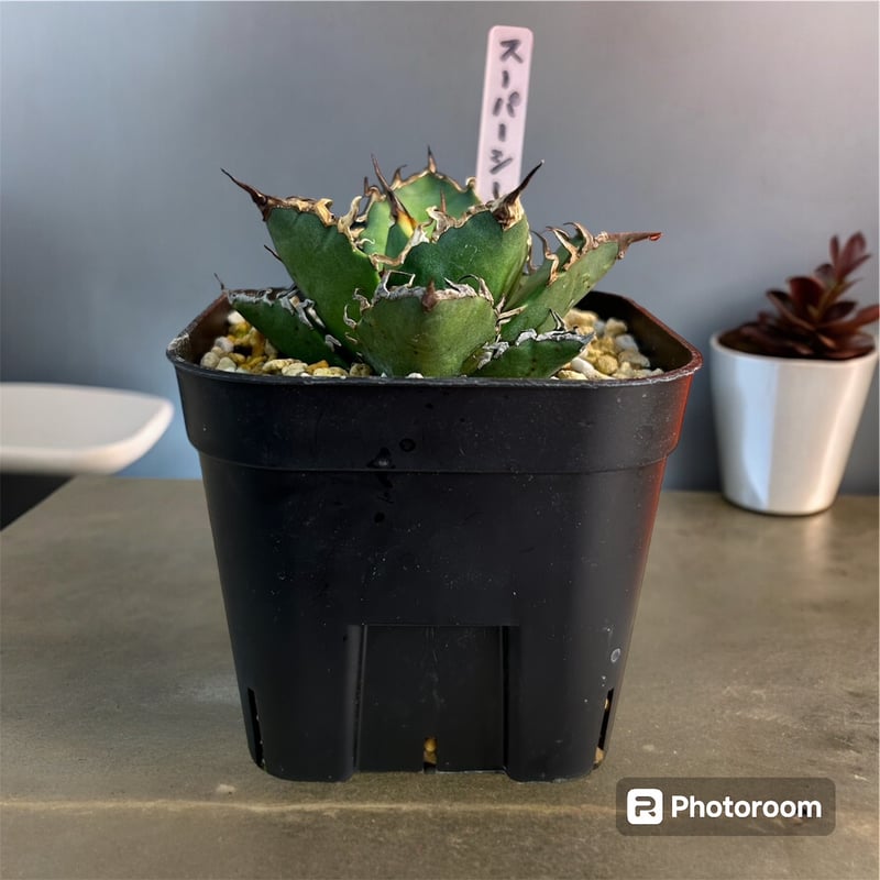 アガベ チタノタ シーザー 選抜（スーパーシーザー） | HARENOHI-PLANTS