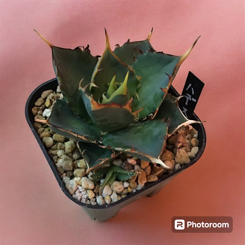 アガベ チタノタ ハデス （選抜No.1） | HARENOHI-PLANTS