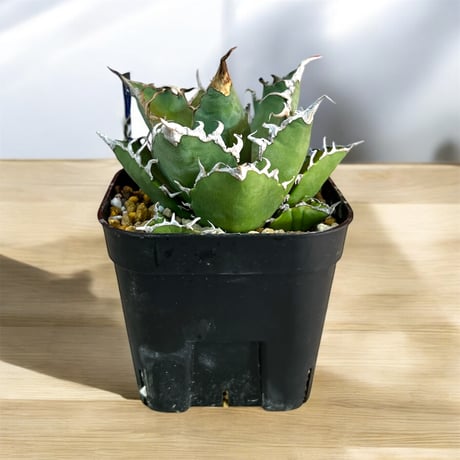 スーパーチタノタ | STORES