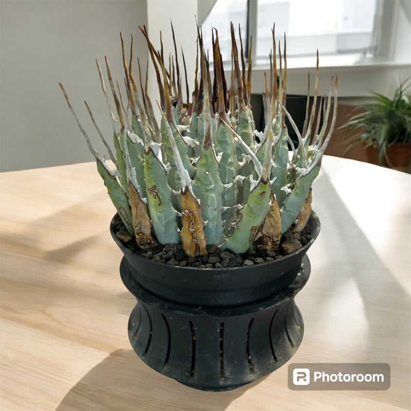 アガベ ユタエンシス エボリスピナ（（USA株）発根済み | HARENOHI-PLANTS