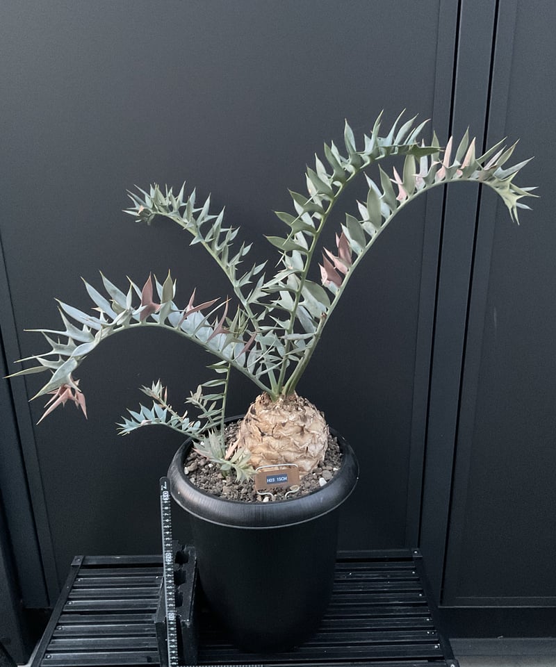 エンセファラルトス・ホリダス 03 Encephalartos horridus | Sun・