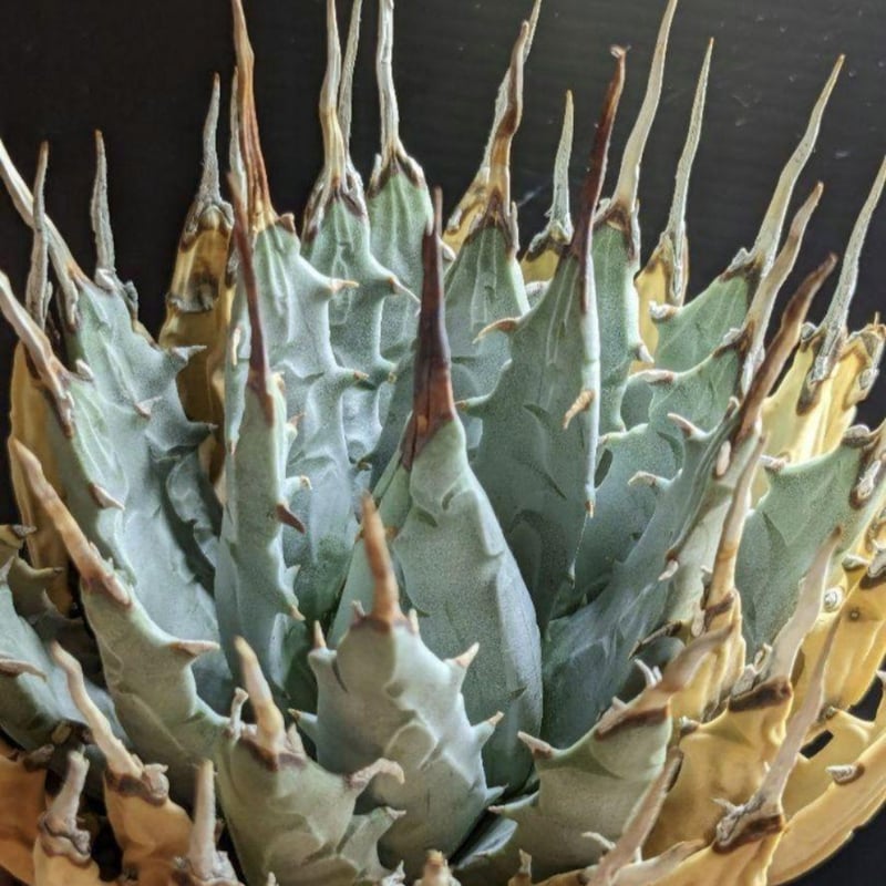 アガベ ユタエンシス・エボリスピナ ☆陽炎☆ | FELICITA