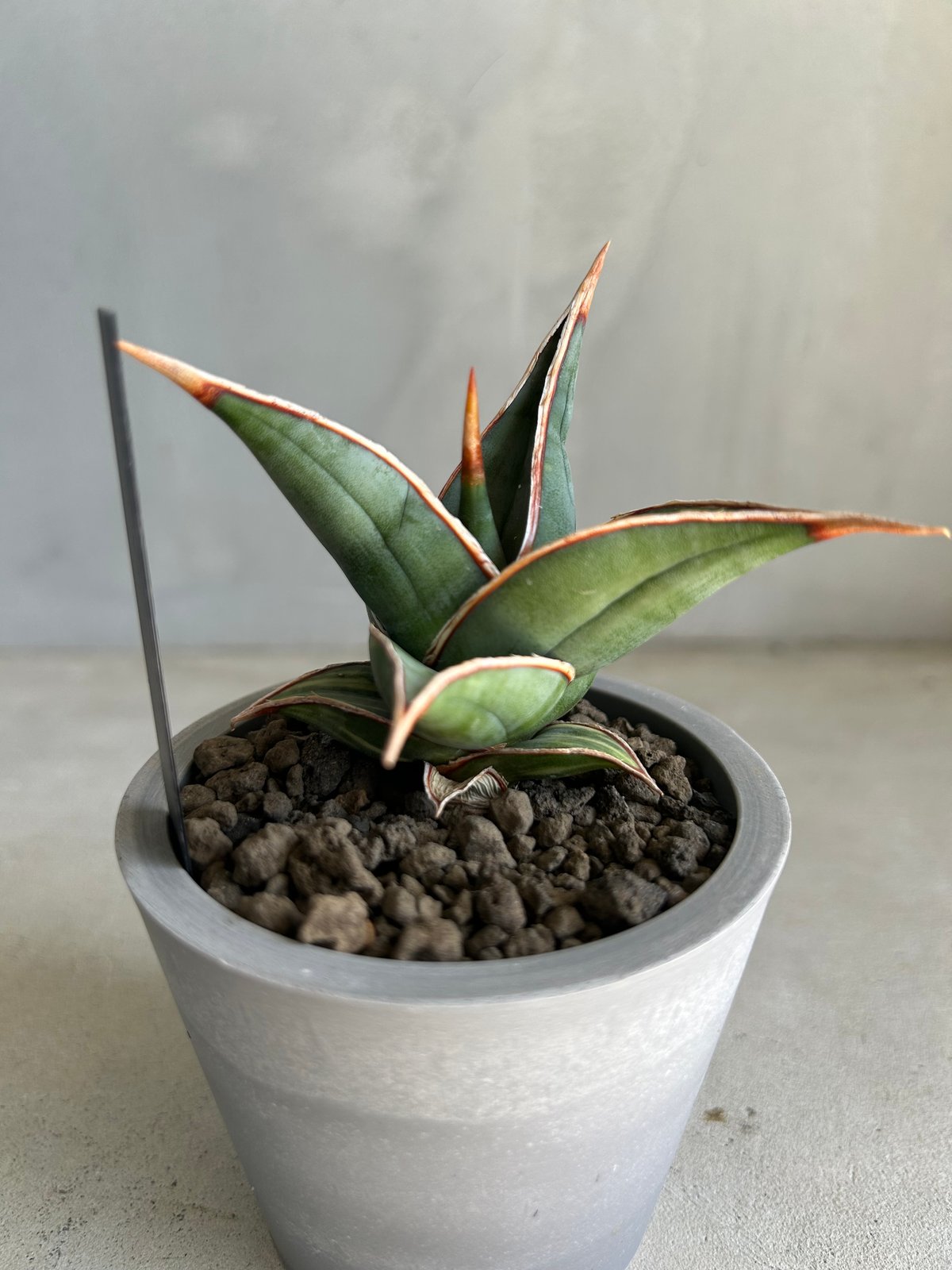 サンセベリア ピングイキュラ 斑入り | ソレトナ植物店