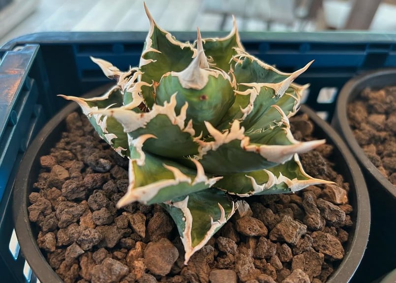 子株】 アガベ チタノタ CJ special【大白鯊タイプ】 | RAINBOW PLANTS