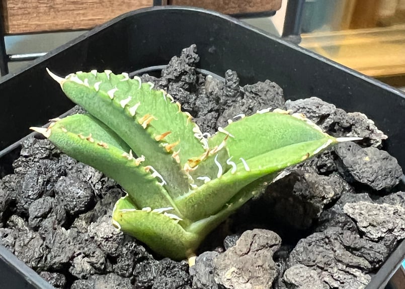 子株】 アガベ チタノタ CJ special【大白鯊タイプ】 | RAINBOW PLANTS