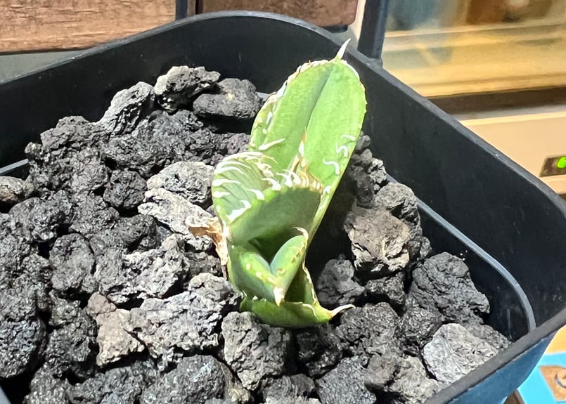 子株】 アガベ チタノタ CJ special【大白鯊タイプ】 | RAINBOW PLANTS