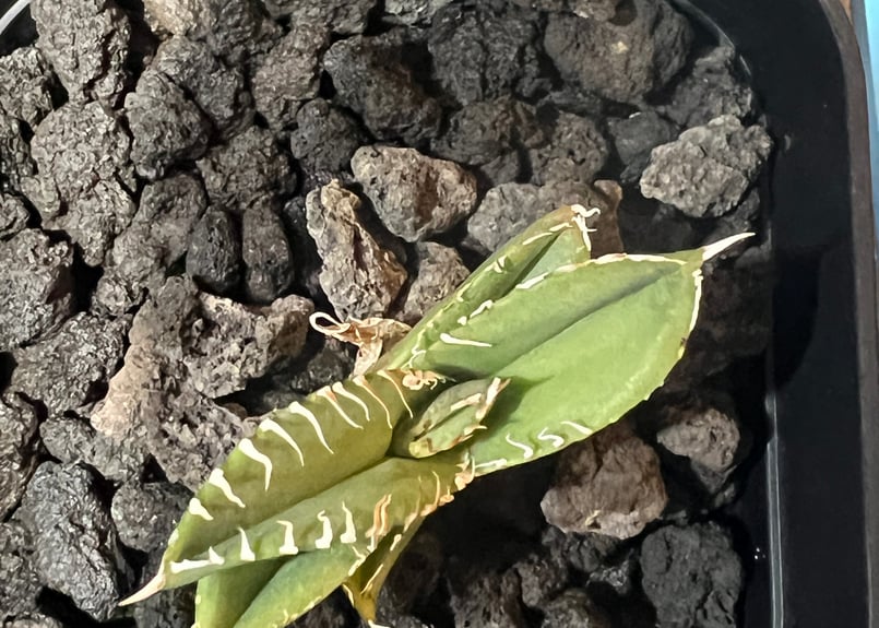 子株】 アガベ チタノタ CJ special【大白鯊タイプ】 | RAINBOW PLANTS