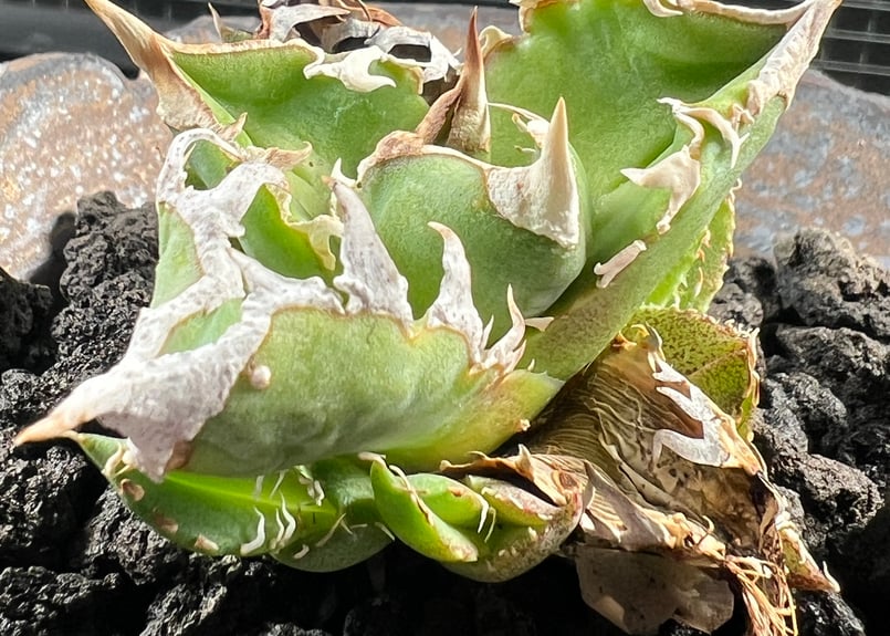 子株】 アガベ チタノタ CJ special【大白鯊タイプ】 | RAINBOW PLANTS