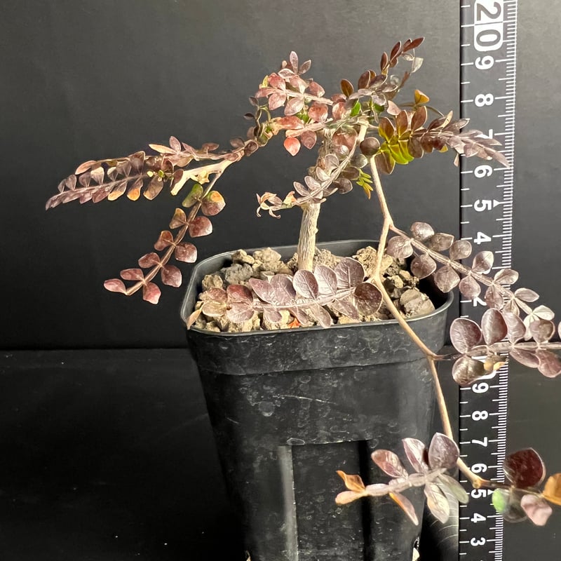 オペルクリカリア パキプス 実生株 J | HANDS PLANTS