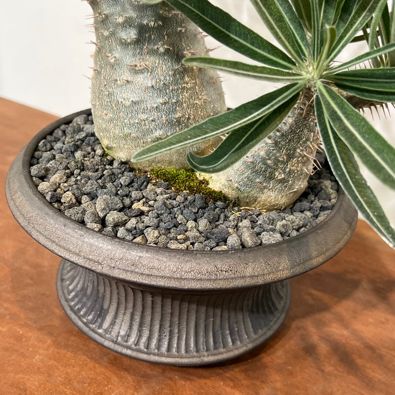 パキポディウムグラキリス × 小野瀬一 | MEGASHEEP