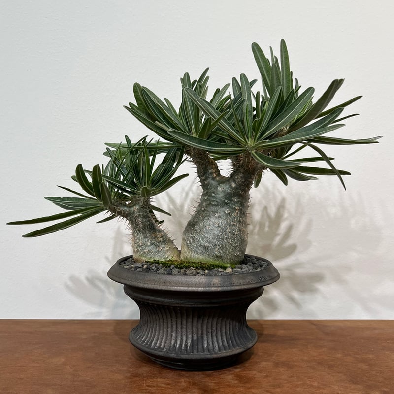 パキポディウムグラキリス × 小野瀬一 | MEGASHEEP