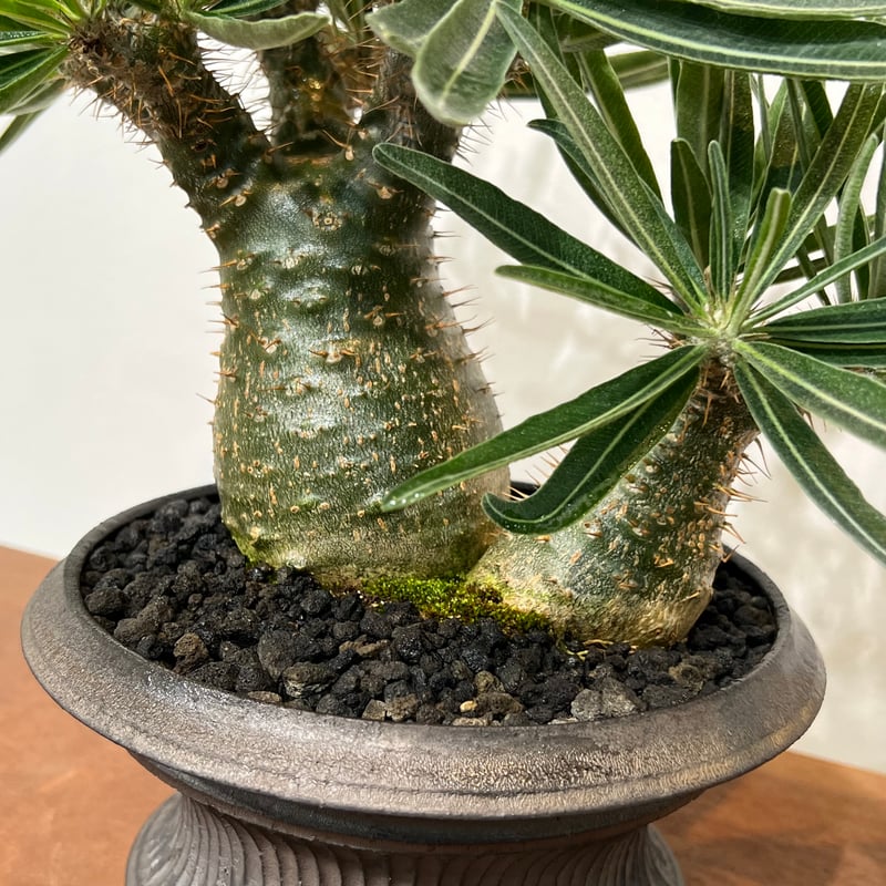 パキポディウムグラキリス × 小野瀬一 | MEGASHEEP