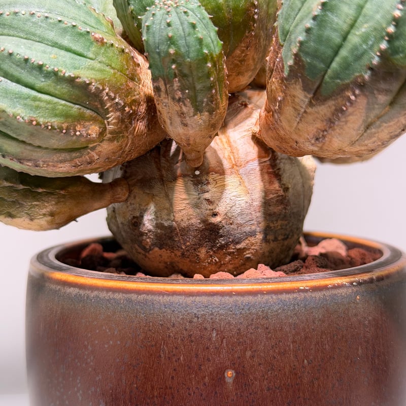 ユーフォルビア オベサ 梵天 斑入 モンスト | MEGASHEEP