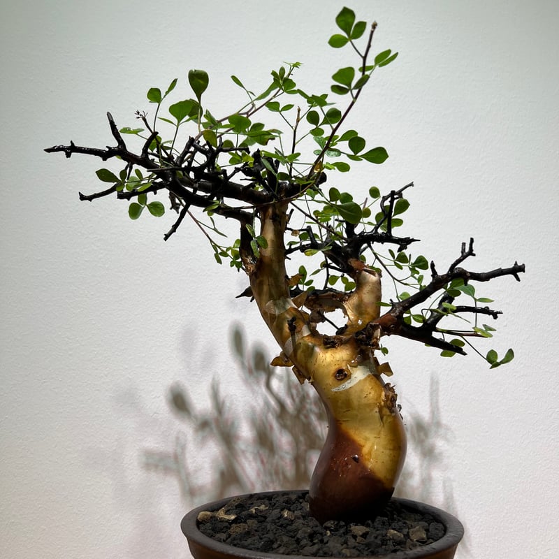 コミフォラ カタフ ピュア | MEGASHEEP