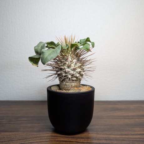 パキポディウムナマクアナム | STORES