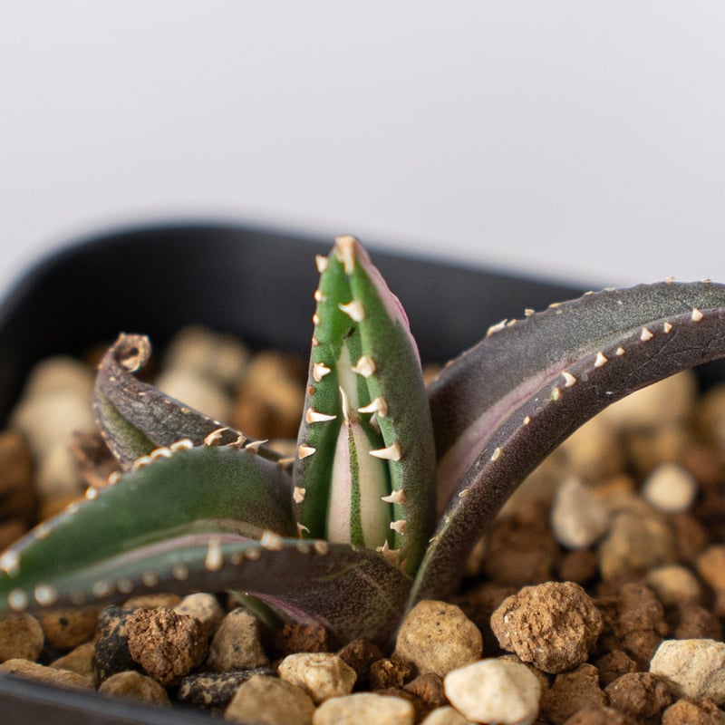 アガベ チタノタ 狼人 白中斑 Agave titanota Werewolf 多肉植物 珍