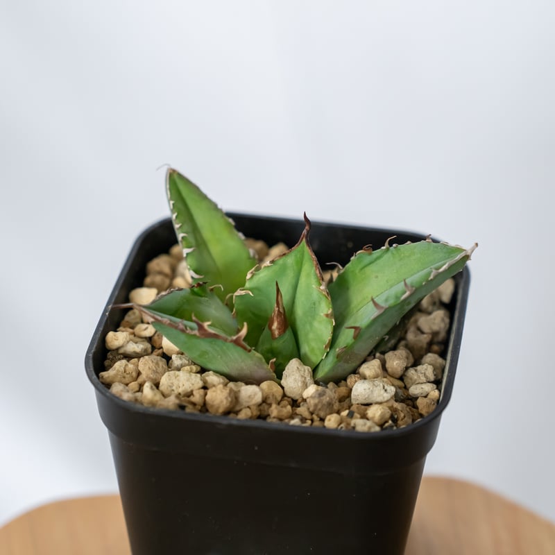 アガベ チタノタ 白犀牛 シロサイ TC株 Agave titanota White Rhin