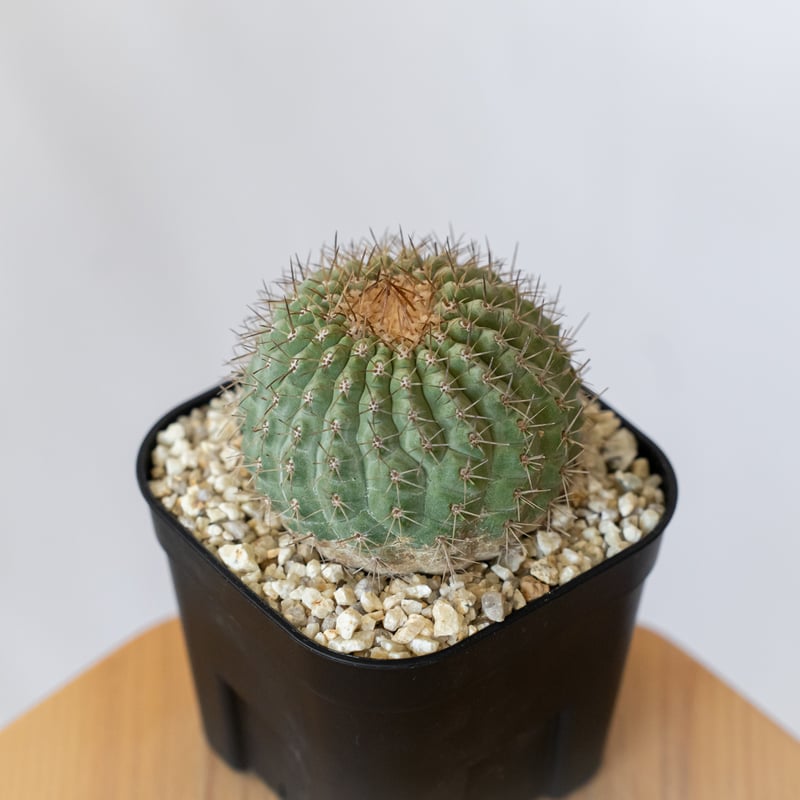 コピアポア コルムナアルバ 孤竜丸 台付 美株 Copiapoa cinerea var. c