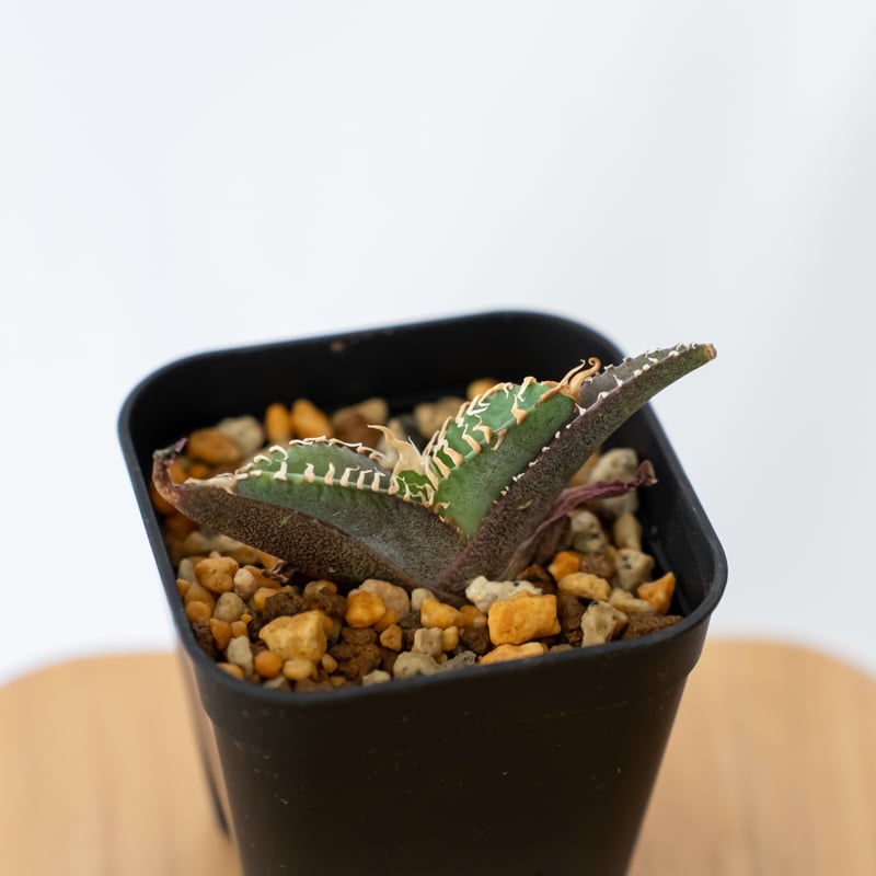 アガベ チタノタ ブラックアンドブルー BB 白覆輪【発根管理中】ブルー