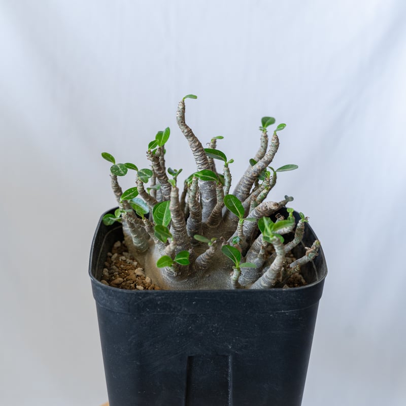 アデニウム ブラックスキン アラビカム 大株 Adenium Arabicum Black S