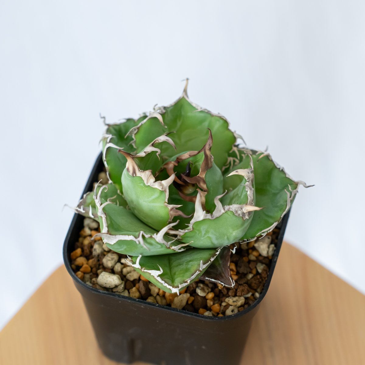 アガベ チタノタ 白鯨 龍球荟【発根管理中】Agave titanota White Whal