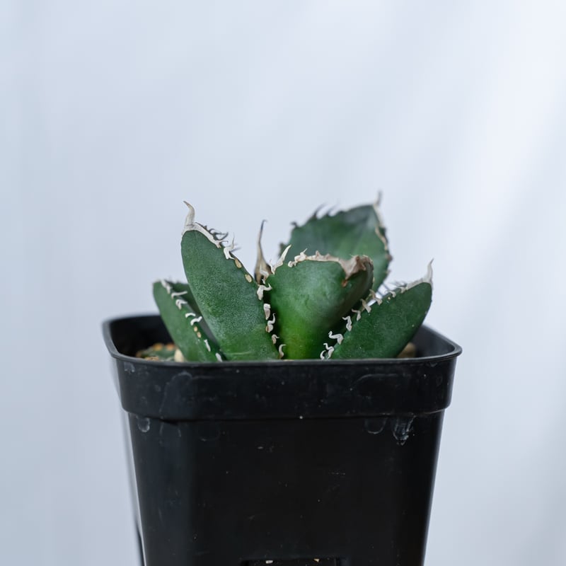 コレクション株】アガベ チタノタ 魔丸 No.4 コレクション株】アガベ