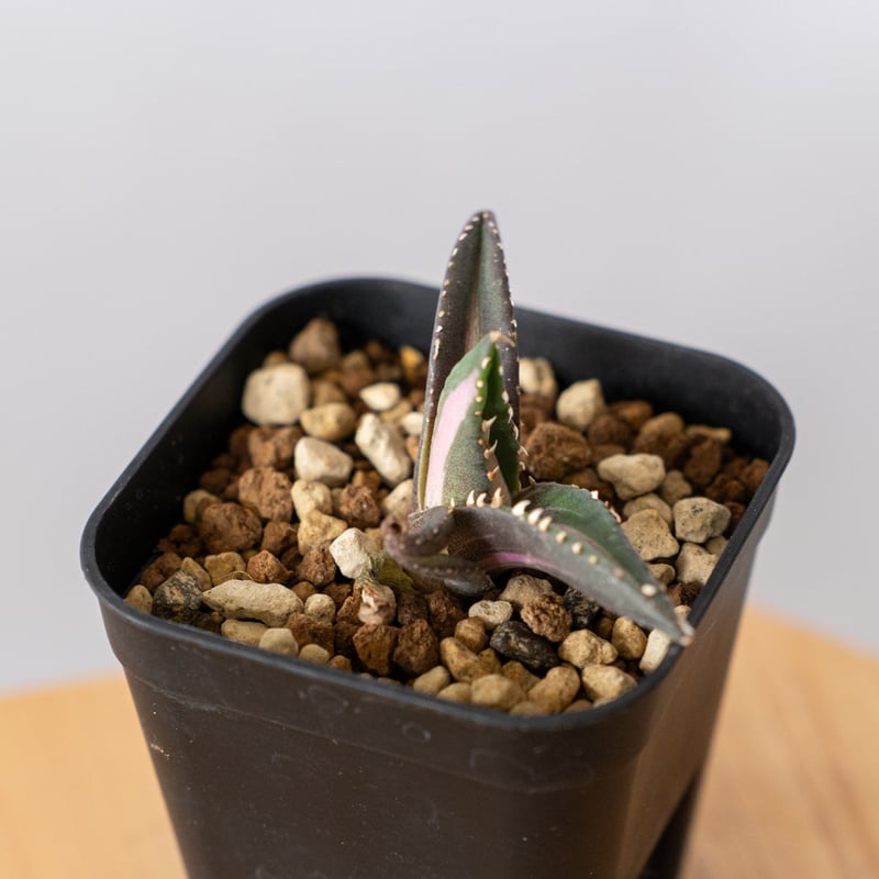 アガベ チタノタ 狼人 白中斑 Agave titanota Werewolf 多肉植物 珍