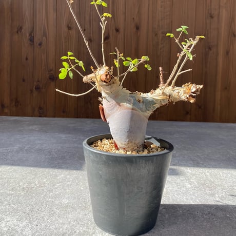 コミフォラカタフターカネンシス | STORES