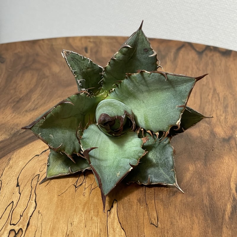 Agave oteroi (from Oaxaca) No. 0145 COYOTE PLAN