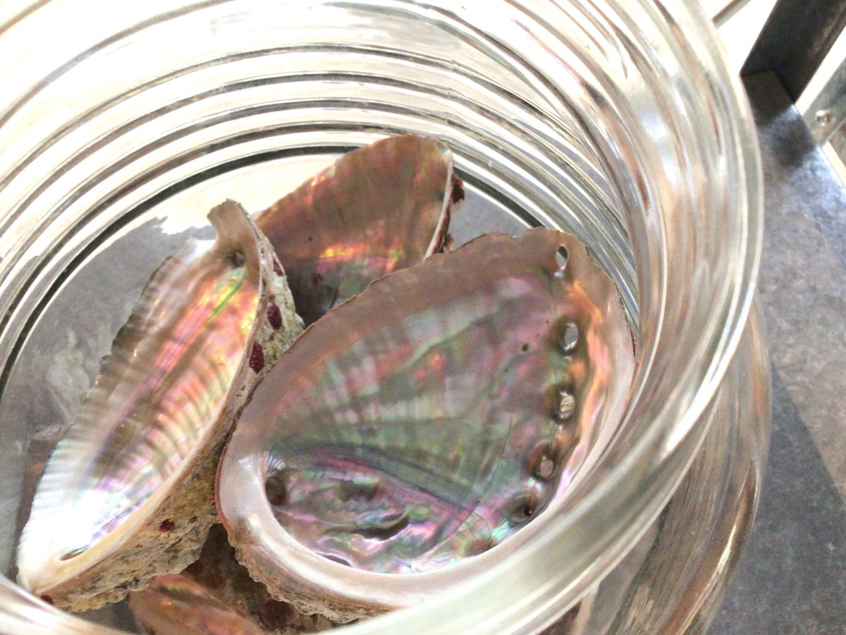 岩田県産 アワビの貝殻(10-12cm) | 仲沢商店