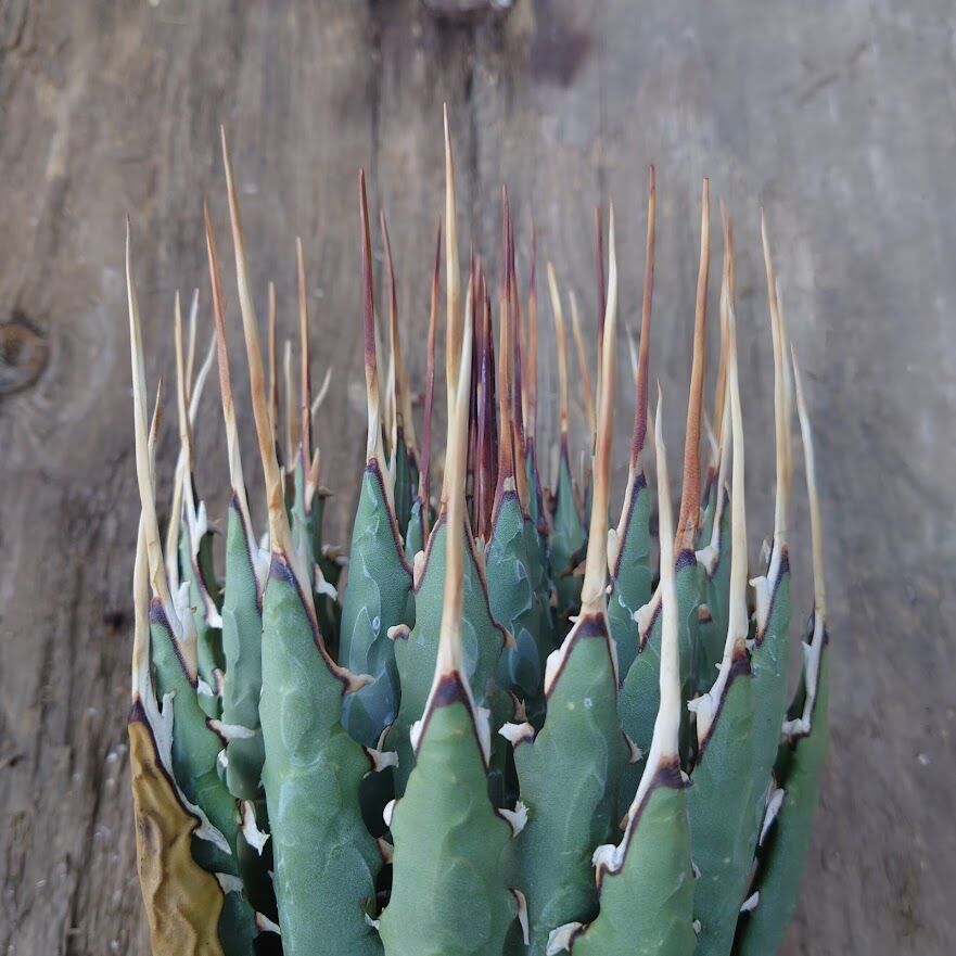 アガベ ユタエンシス ネバデンシス 6 Agave uthaensis var. nevade