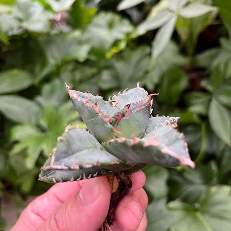 アガベ チタノタ 